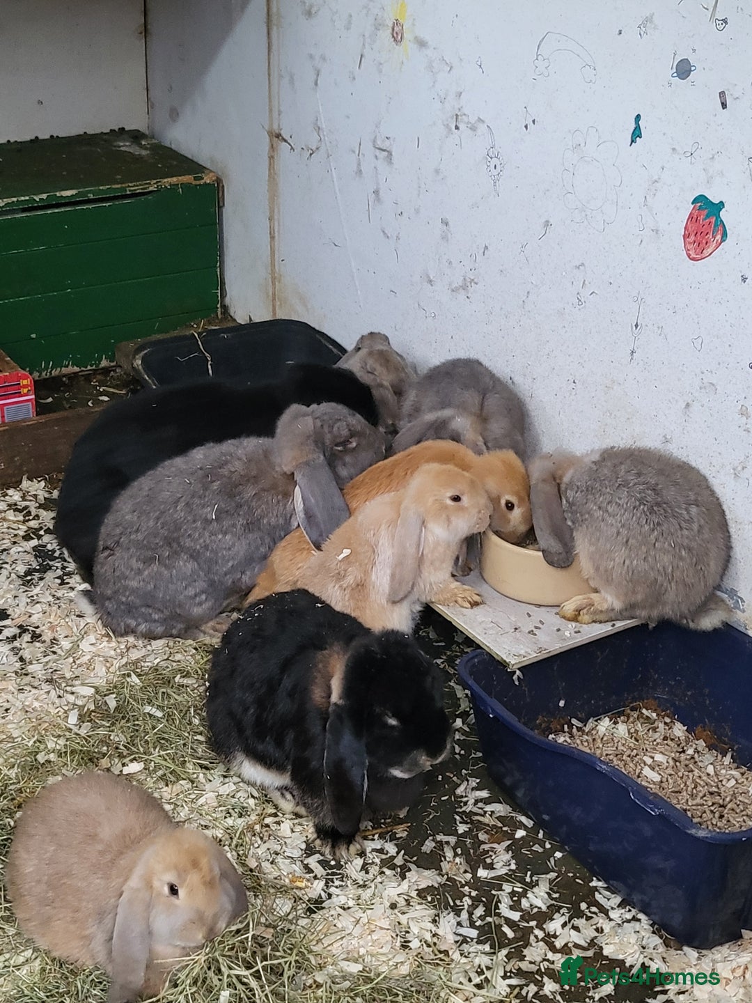French Lop rabbits for sale: Giant French lops  - Image 7