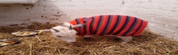 Goats livestock for sale: Wether pigmy goat  - Advert 4