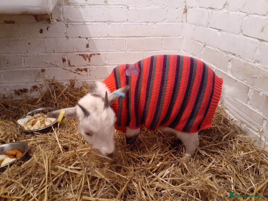 Goats livestock for sale: Wether pigmy goat  - Advert 4