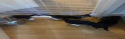 Mixed Breed cats for sale: Beautiful Kittens - Advert 6