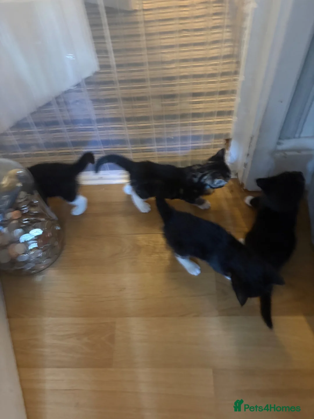 Mixed Breed cats for sale: Beautiful Kittens - Advert 6