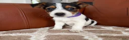 Mixed Breed dogs for sale: Yorkshire terrier X Jack Russell in Harlow - Advert 9