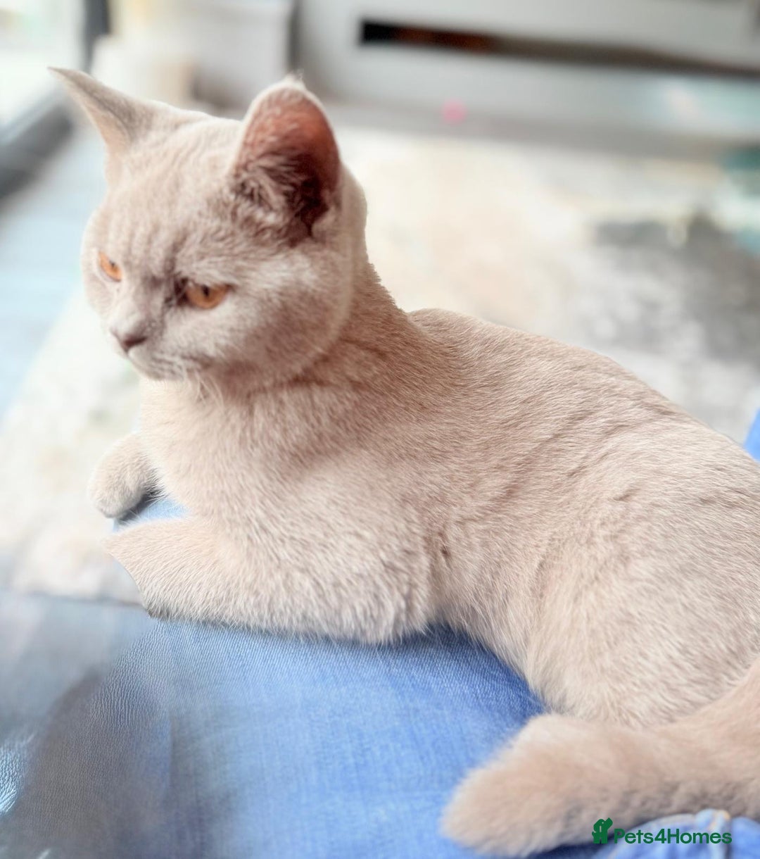British Shorthair cats for sale: British short hair - Image 5