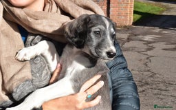 Saluki dogs for sale: ✨Pure Persian Saluki Litter,Now Available✨ - Image 9