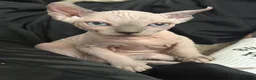 Sphynx cats for sale: 1 year old pure sphinx for sale  - Advert 5