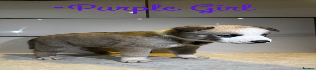 Purple Girl 