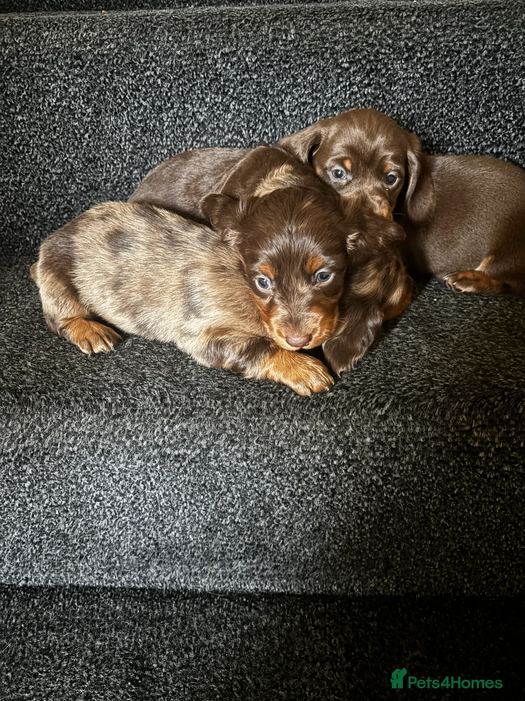Dachshund dogs for sale: Miniature dachshund puppies 🐶long: smooth hair  - Advert 8