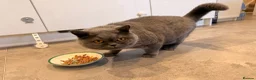 British Shorthair cats for sale: Beautiful Blue British Shorthair – Pedigree in Liverpool - Advert 5