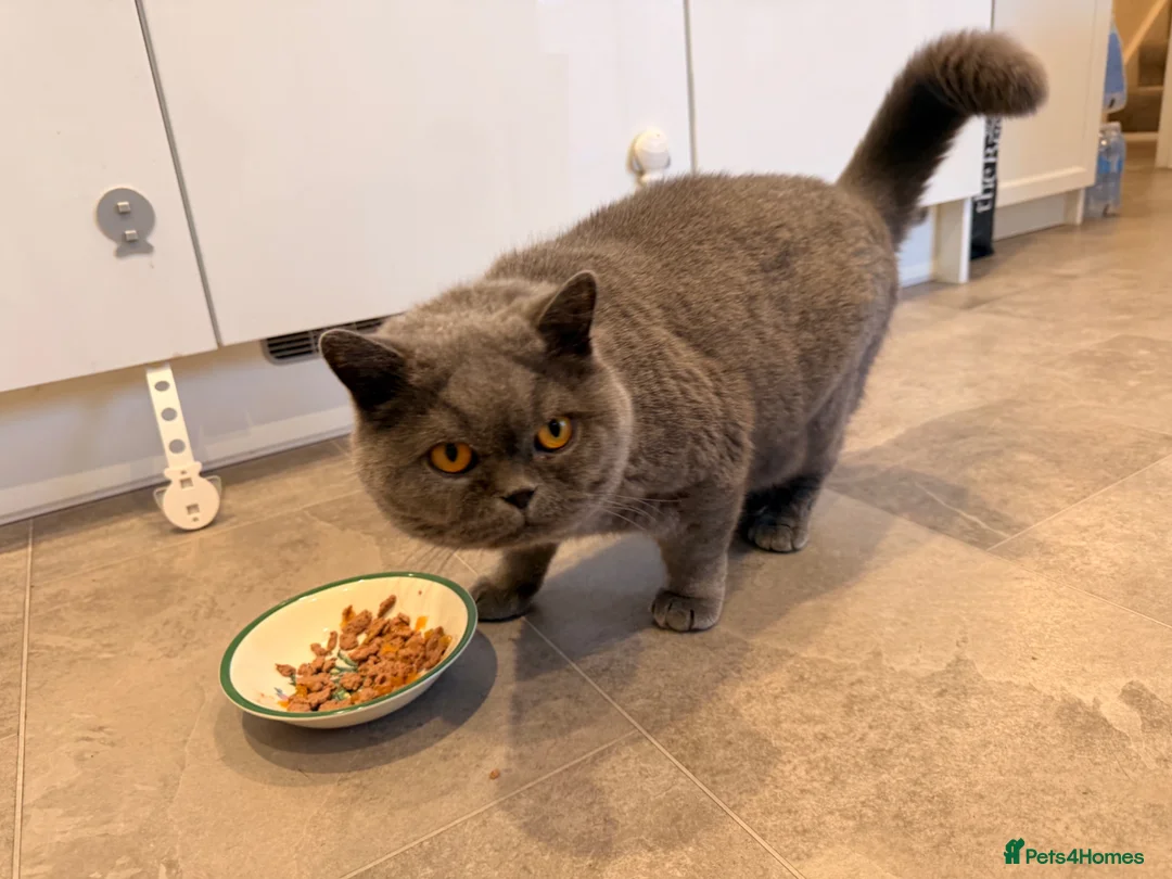 British Shorthair cats for sale: Beautiful Blue British Shorthair – Pedigree in Liverpool - Advert 5