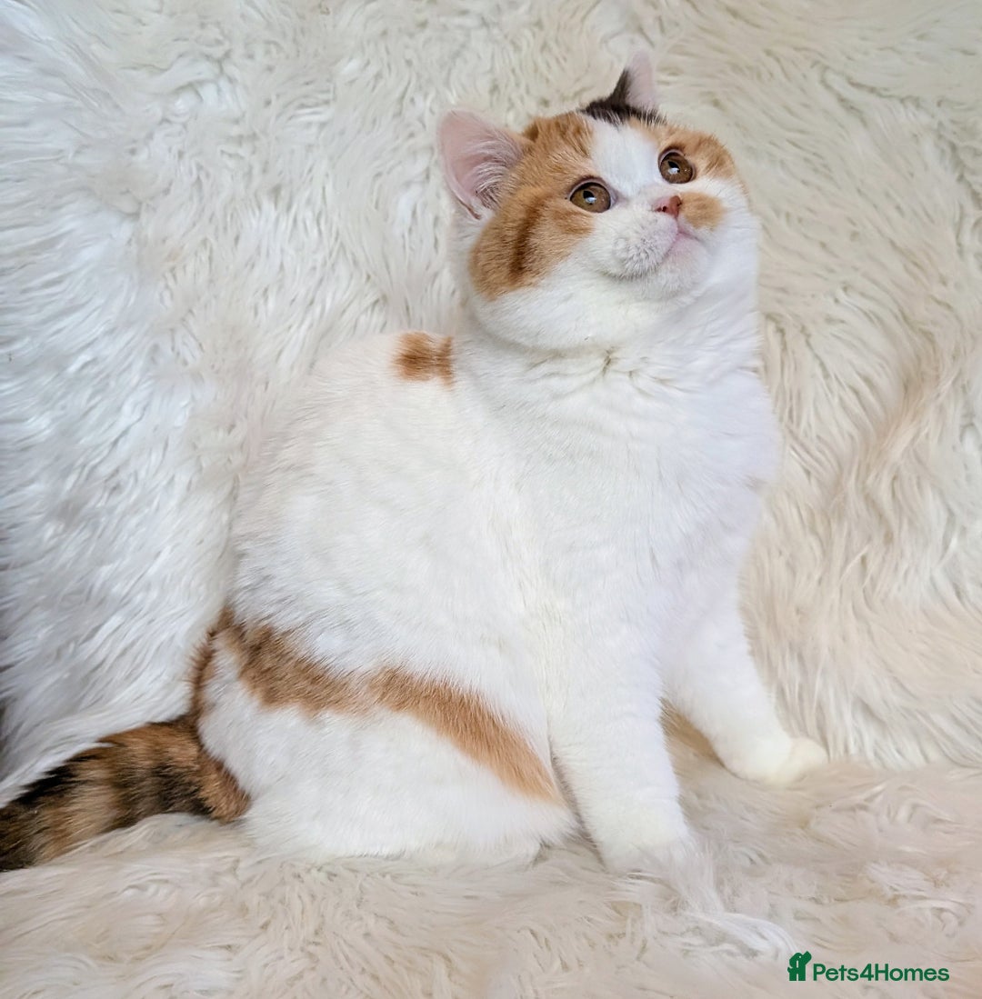 British Shorthair cats for sale: Amazing loving British shorthair kittens  - Advert 17