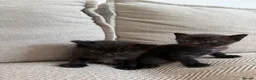 British Shorthair cats for sale:     Beautiful British Shorthair Cross Kittens - Advert 17