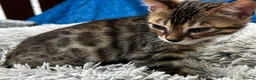 Bengal cats for sale: Bengal - Advert 6