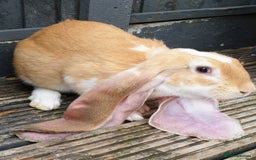 English Lop rabbits for sale: Giant engilsh lop  - Advert 1