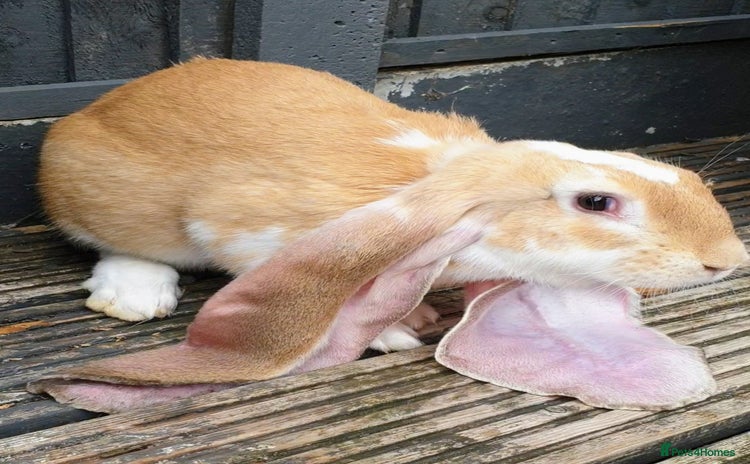 English Lop rabbits Giant engilsh lop  - Advert 1