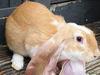 English Lop rabbits for sale: Giant engilsh lop - Advert 1