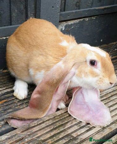 English Lop rabbits Giant engilsh lop - Advert 1