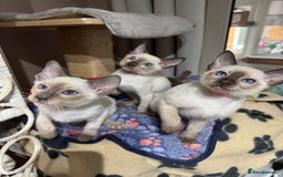 Siamese cats for sale: 3 affectionate Siamese kittens available  - Image 2