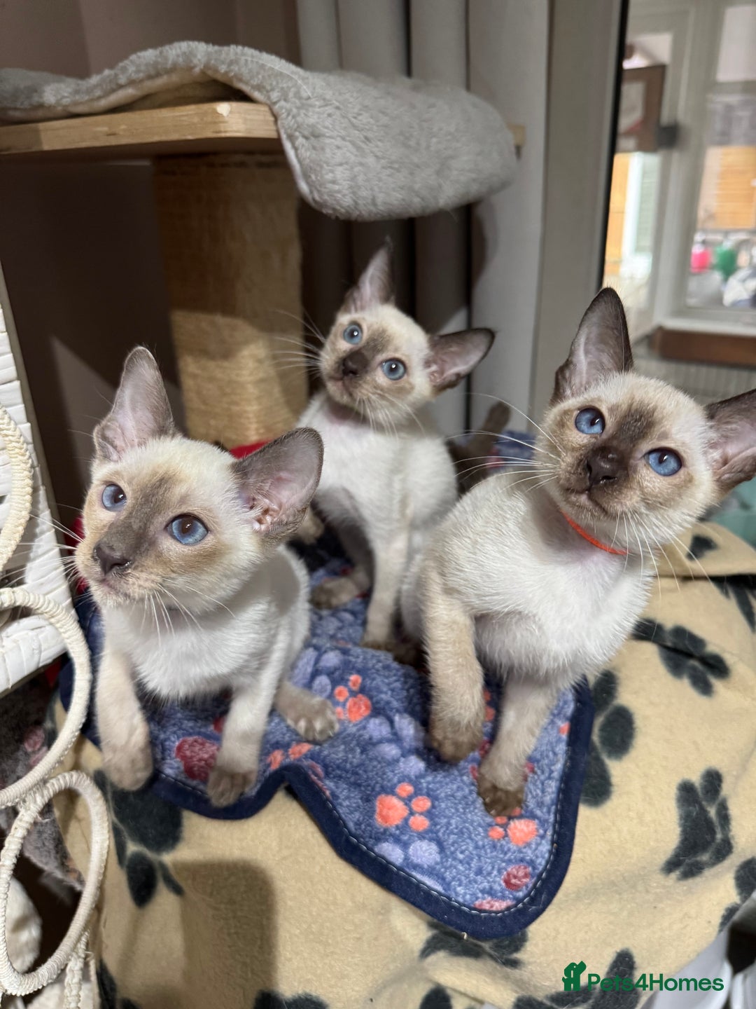 Siamese cats for sale: 3 affectionate Siamese kittens available  - Image 2