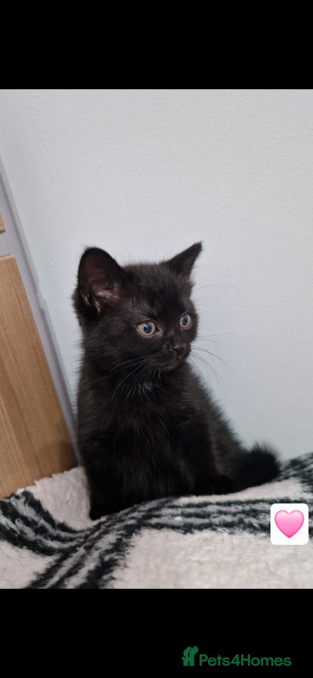 Mixed Breed cats for sale: Kittens - Advert 2