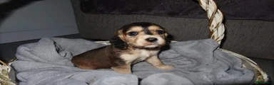 Cocker Spaniel 5
