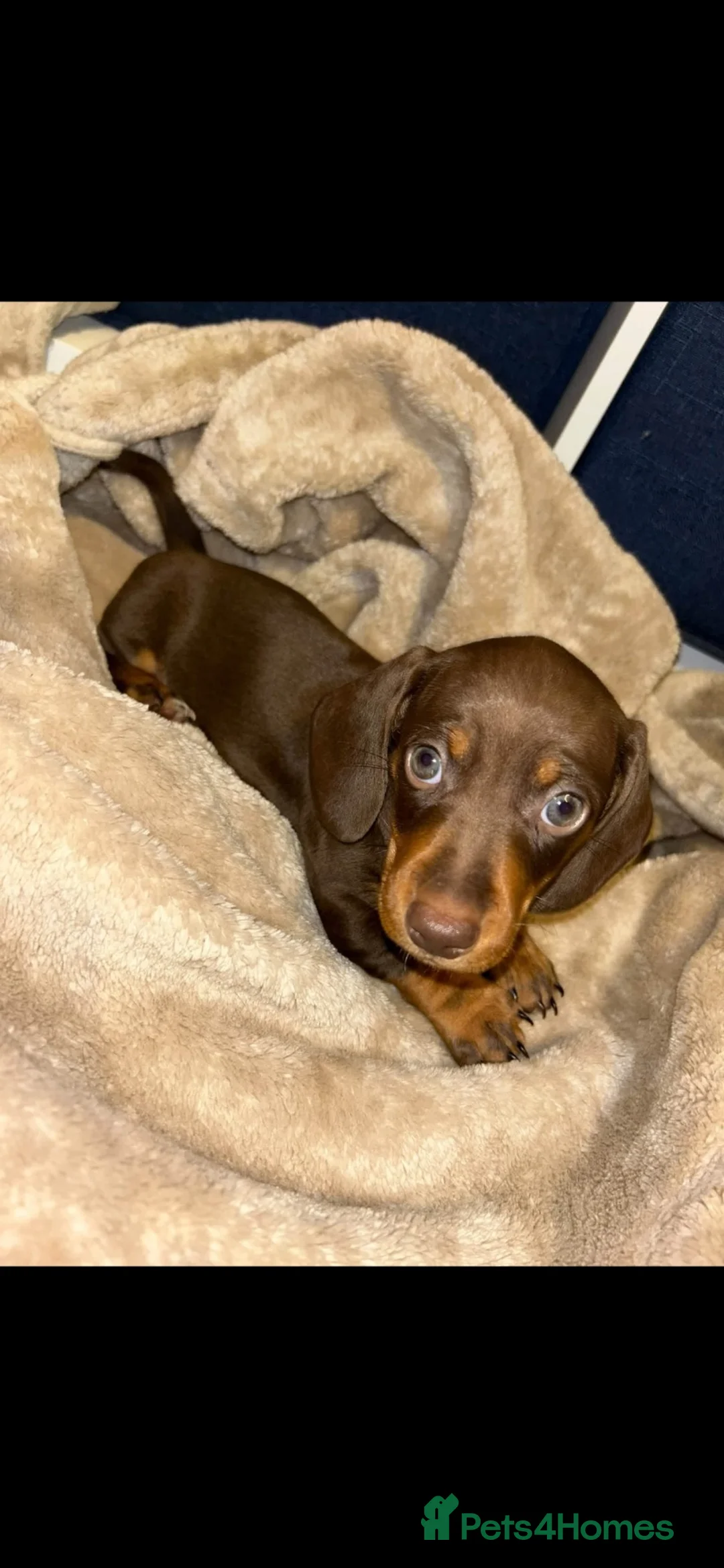 Miniature Dachshund dogs for sale: 👑Quality KC Miniature Dachshund’s👑 - Advert 1