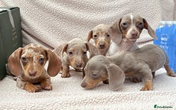Miniature Dachshund dogs for sale: Fully vac RAINBOW MIX MINI DAXI KC REG PRA CLR - Image 3