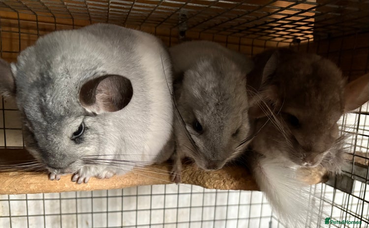 Chinchilla rodents - Advert 3