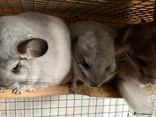 Chinchilla rodents - Advert 31