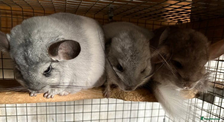 Chinchilla rodents Trio of Young Males - Advert 4
