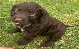 Cockapoo dogs for sale: Stunning F1b petite Cockerpoos.  - Image 6