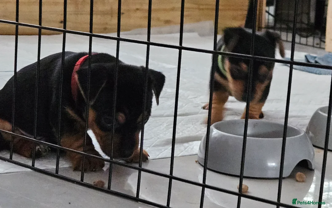 Jack Russell dogs for sale: Gorgeous Jack Russell pups ready to reserve - Advert 9