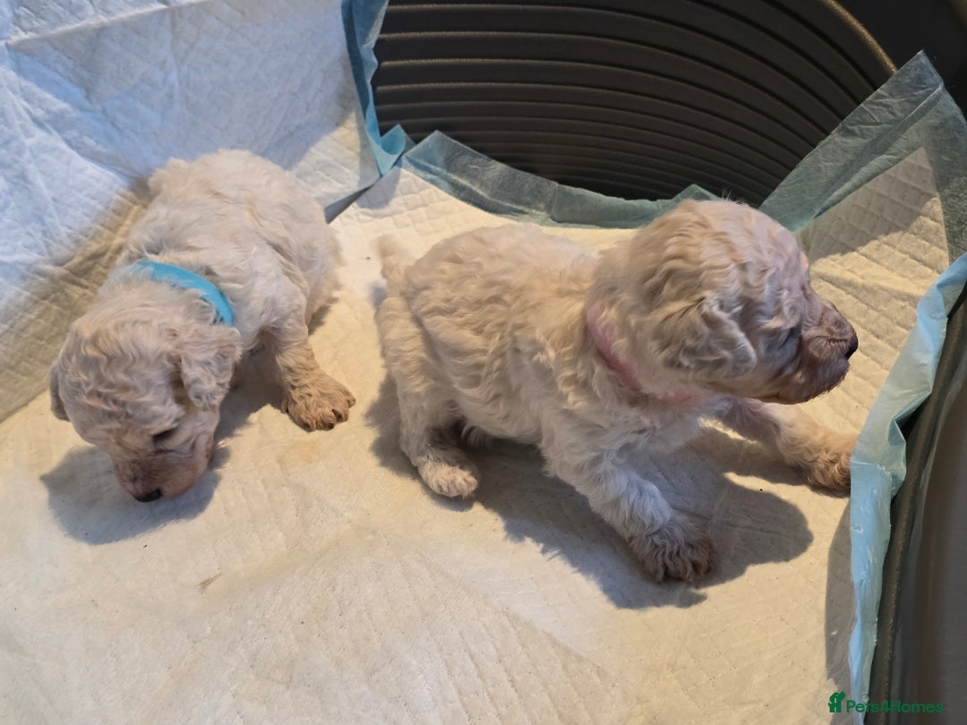 Toy Poodle dogs for sale: Exceptional toy poodles RESERVE LIST NOW OPEN! - Image 5