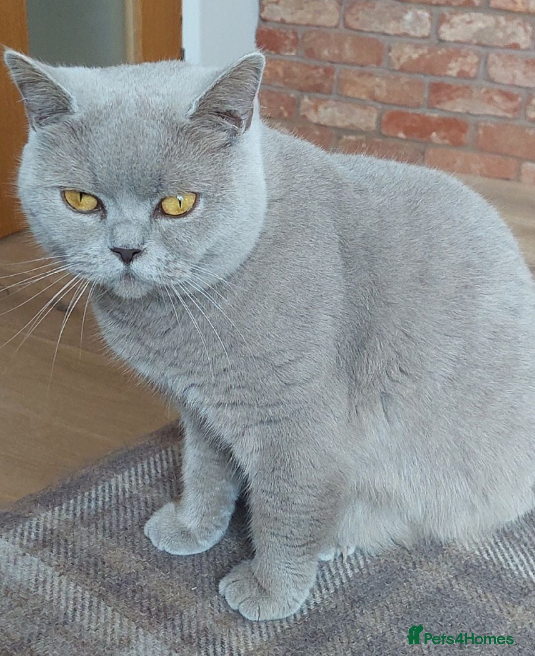 British Shorthair cats 💜LILAC GCCF REGISTERED FEMALE💜 - Advert 13