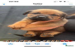 Mixed Breed dogs for sale: Stunning Rottweiler cross Belgian malinois  - Image 17