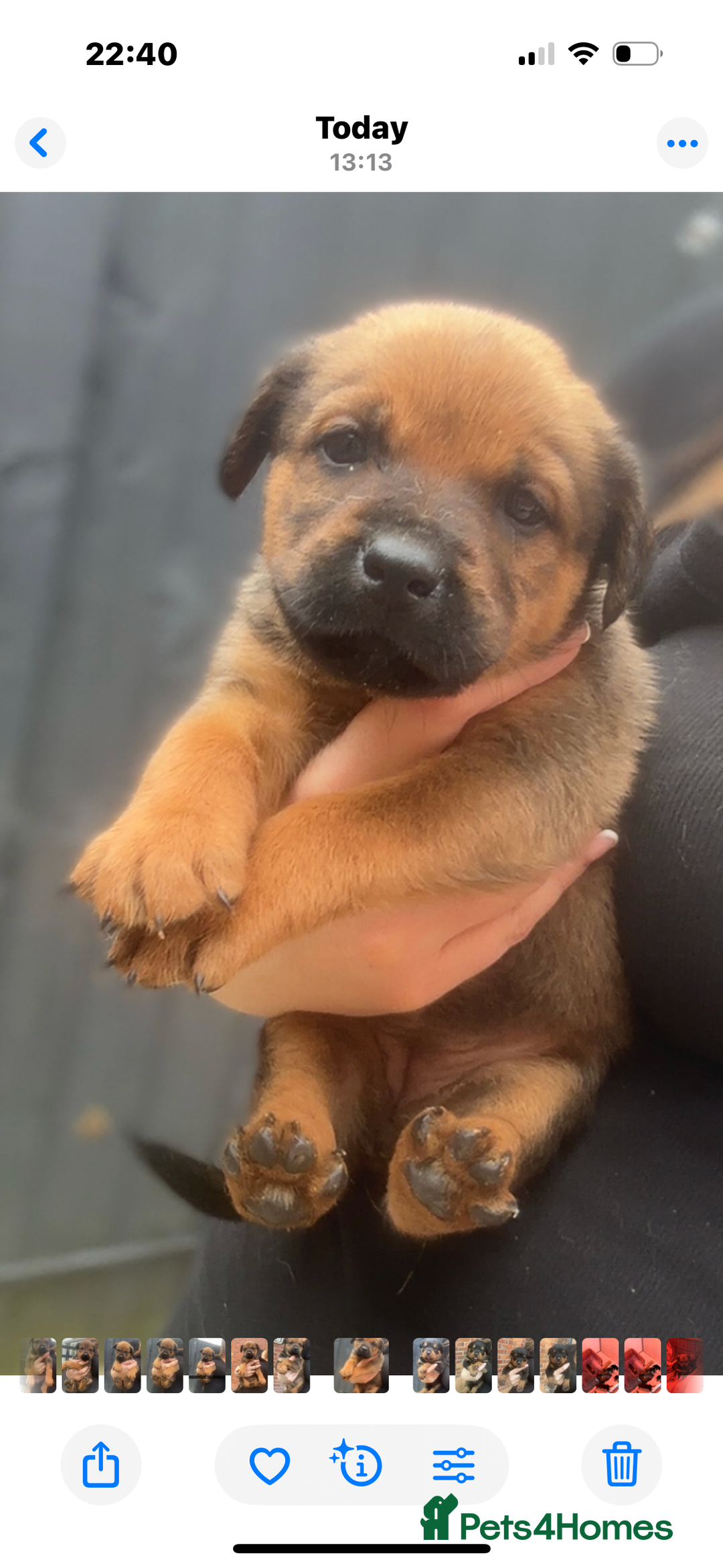 Mixed Breed dogs for sale: Stunning Rottweiler cross Belgian malinois  - Image 17