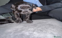 Mixed Breed dogs for sale: Cocker Schnoodle Puppies - Image 2