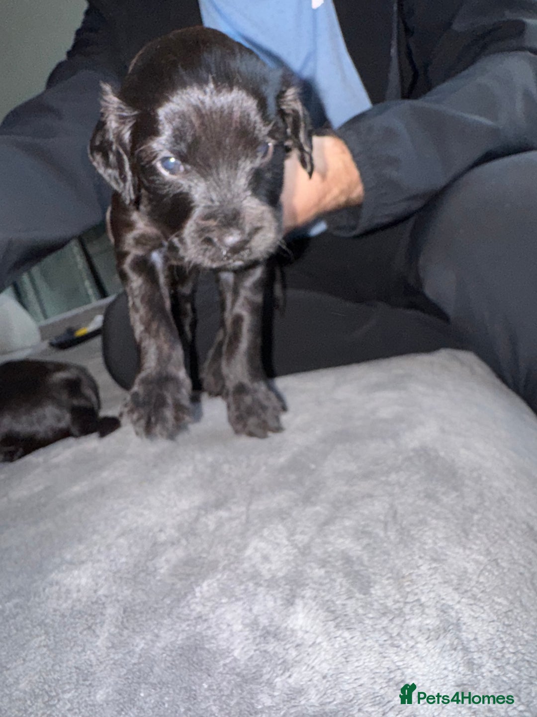 Mixed Breed dogs for sale: Cocker Schnoodle Puppies - Image 2
