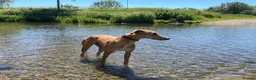 Mixed Breed dogs for sale: Female Lurcher X - Advert 1