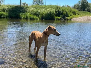 Mixed Breed dogs Female Lurcher X - Advert 1