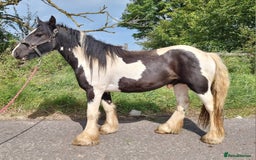 Irish Cob horses for sale: 2yo Cob Gelding to make 14.3hh - Image 2