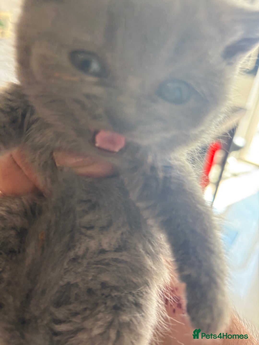 British Shorthair cats for sale: British Shorthair kittens  - Image 3