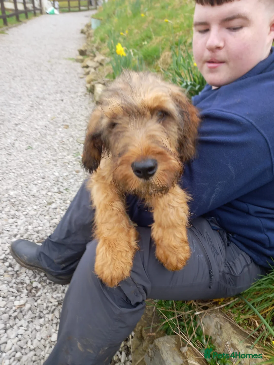 Briard dogs for sale: Top class puppies - Advert 3