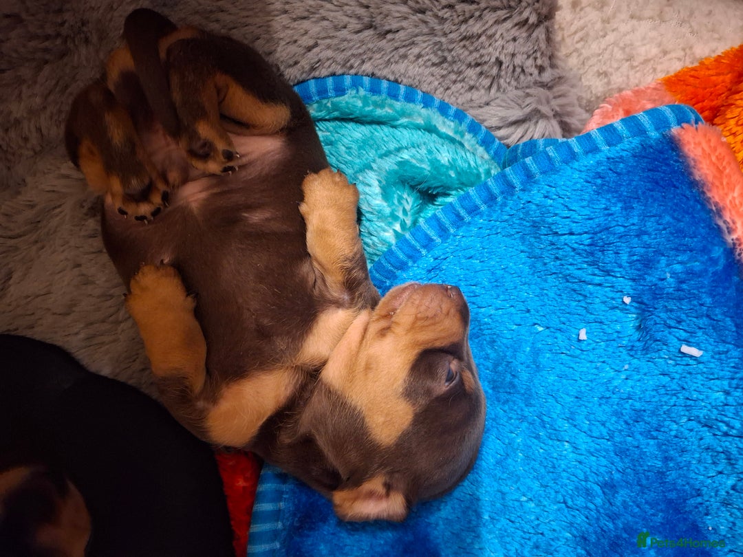 Dachshund dogs for sale: 4 exceptional smooth haired  dachshund mini pups  - Image 9
