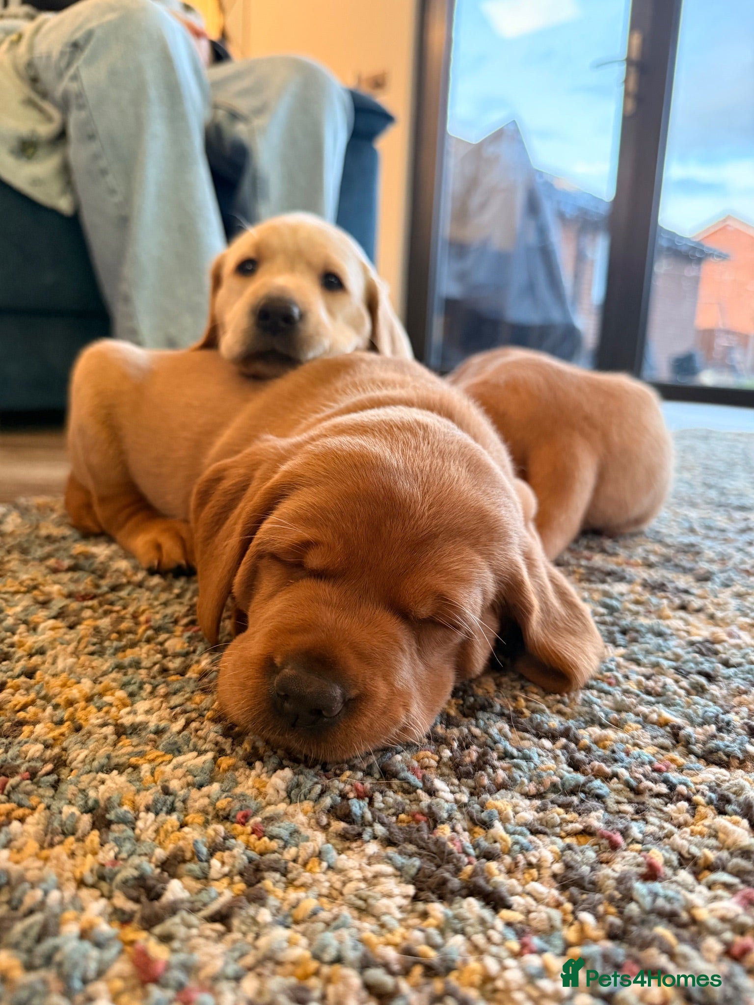 Labrador Retriever dogs Full Pedigree Fox Red and Yellow Labrador Pups - Advert 13