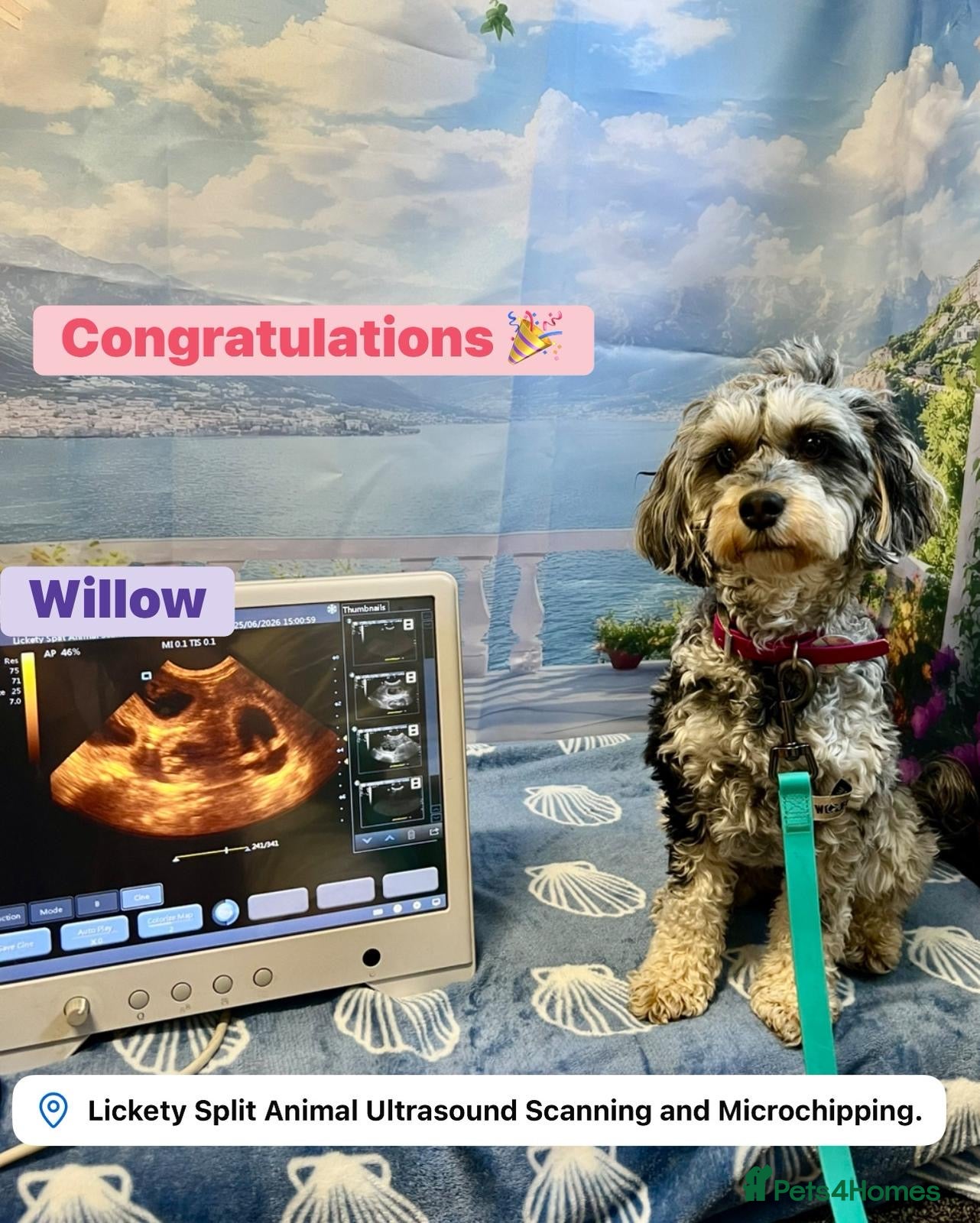 Cavapoo dogs Expected F1BB Blue Merle Cavapoo Puppies - Advert 1