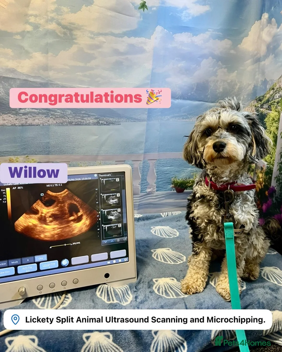 Cavapoo dogs for sale: Expected F1BB Blue Merle Cavapoo Puppies - Advert 1