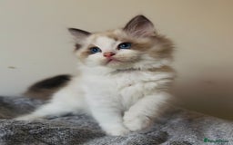 Ragdoll cats for sale: 💙🐾Tica full Pedigree🐾EU Ragdoll 🐱🐾DNA Clear - Image 11