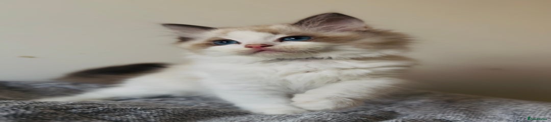 Ragdoll Kitten 2
