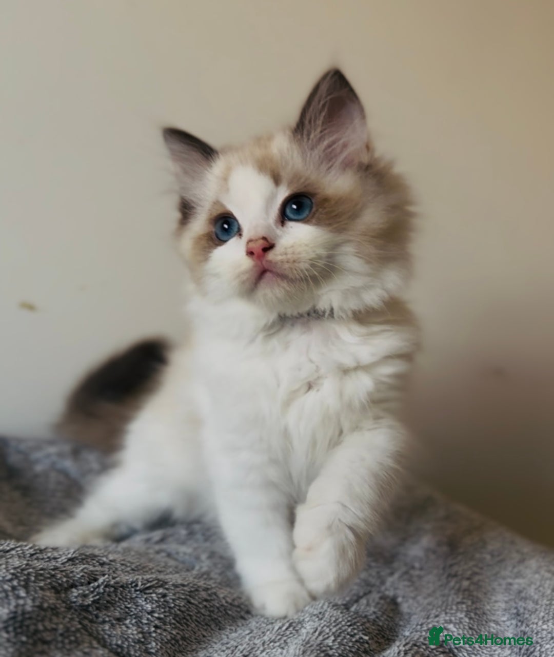 Ragdoll cats for sale: 💙🐾Tica full Pedigree🐾EU Ragdoll 🐱🐾DNA Clear - Image 11