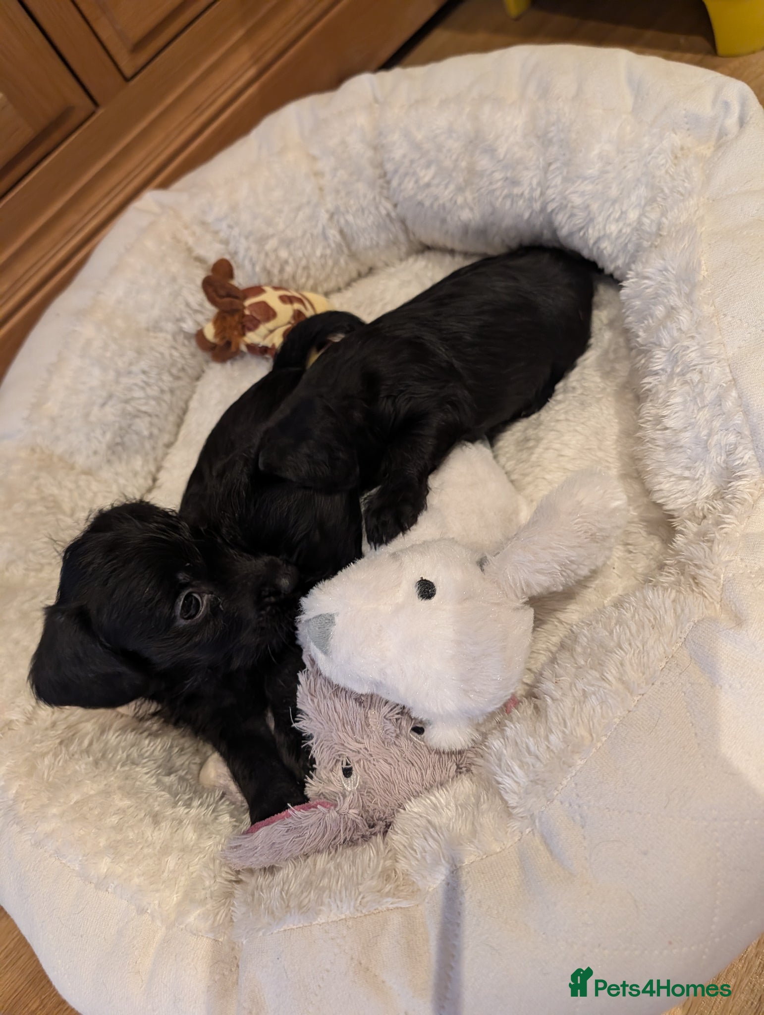 Doxiepoo dogs 4 Adorable Miniature Doxiepoo Puppies  - Advert 4